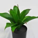 Agave vista superior