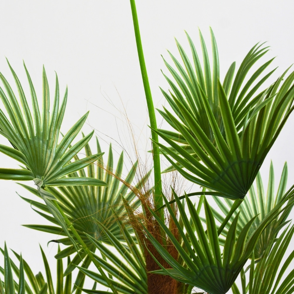 Hojas planta palmera artificial