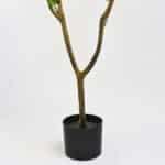 tallo rama bifurcada con maceta planta