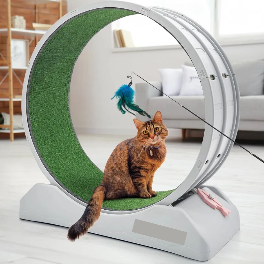 Rueda De Ejercicio Para Gatos